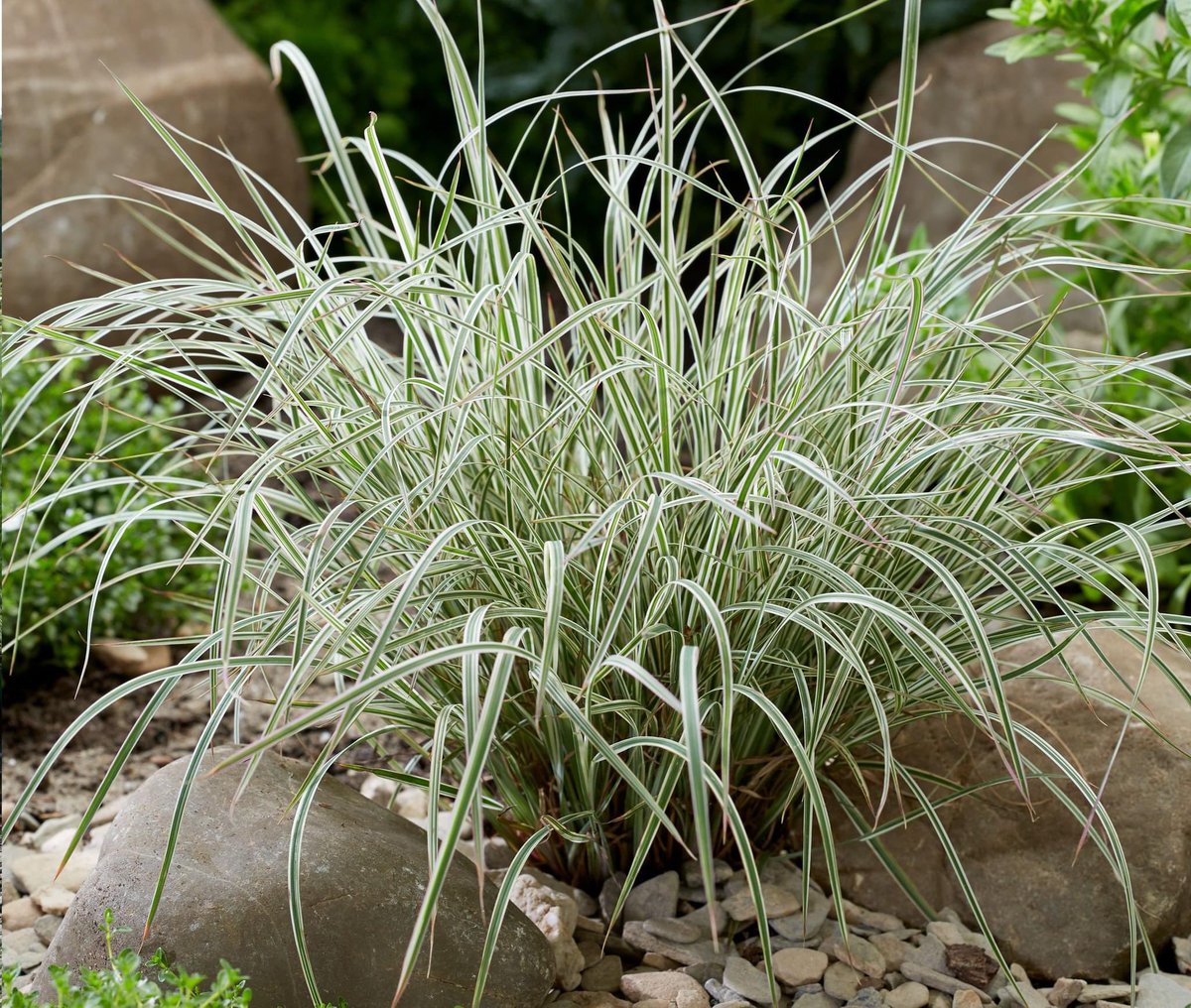 Hoffman Nursery tweet media