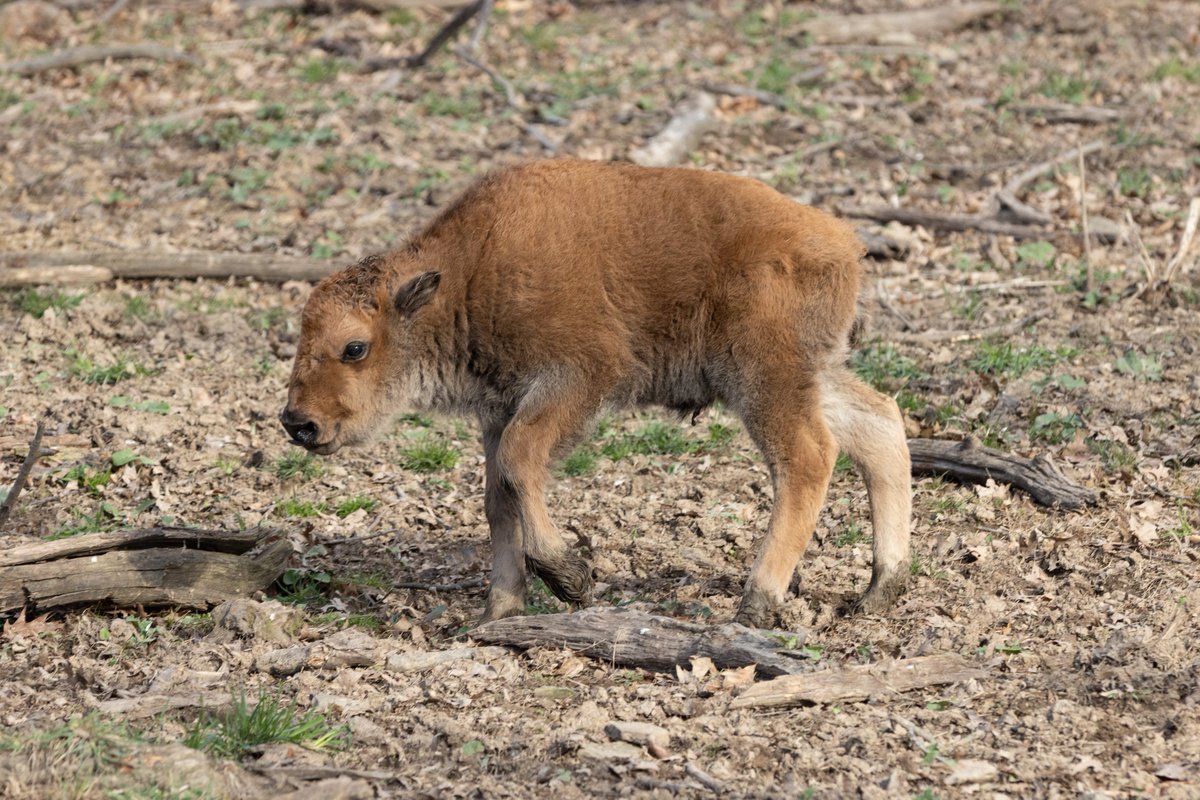 Welcome to the world! 

Two buffalo were just born at South Park Game Preserve. Little Riis and Roddey join a herd that has lived at South Park for over a century.

Read more here: wtae.com/article/baby-b…

📸: Allegheny County