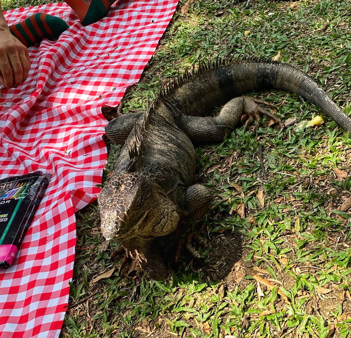 melbusgo's tweet photo. Yo quería un picnic inolvidable y llegó este gordito https://t.co/s05ijeJbvt