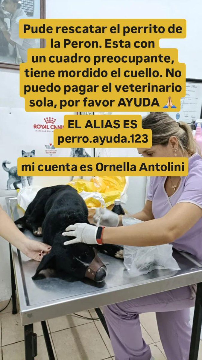 nosssoy0r's tweet photo. POR FAVOR DIFUNDIR!! NECESITO AYUDA! rescate un perrito de la Peron, esta con una bichera MUY avanzada, es muy caro pagar el vete yo sola. Minimo esta noche me sale $30mil 🙏🏻🙏🏻🙏🏻 EL ALIAS ES perro.ayuda.123 , el cvu es 0000003100025739492591 y ORNELLA ANTOLINI la cuenta. DIFUNDIR https://t.co/SDWMmjRkSz
