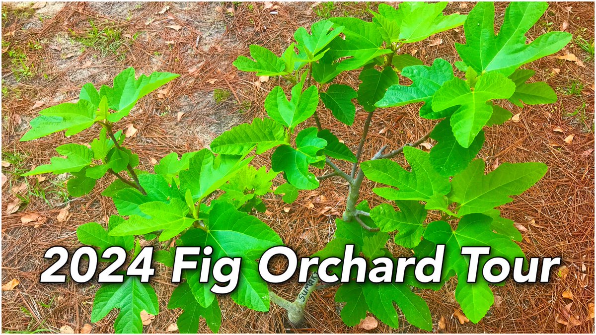 Alion_Unleashed's tweet image. In this video we bring you the first look at our fig trees this year as they come out of dormancy and begin to set fruit, enjoy and thanks for watching! 

#figs #orchard #tour

2024 Fig Orchard Tour
youtu.be/hGu3KCwBICI