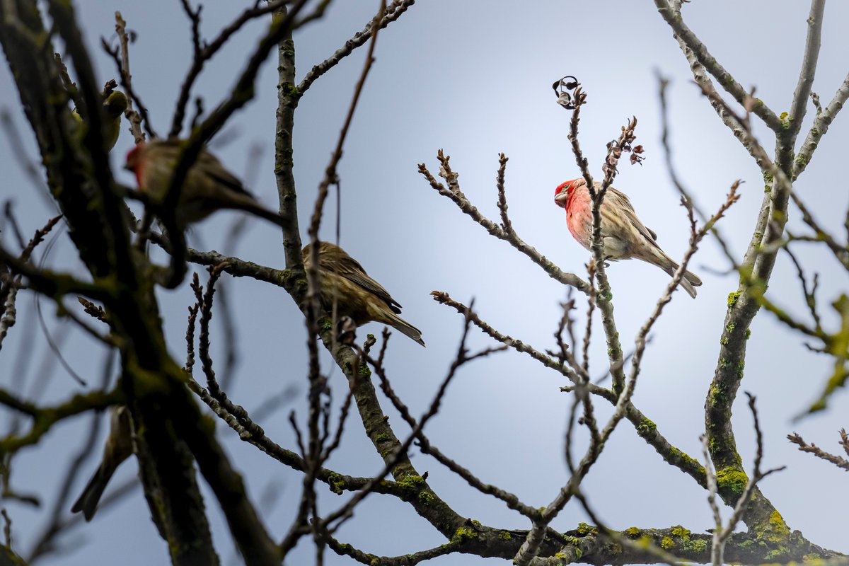 photos_walker's tweet photo. House Finch
#BirdsSeenIn2024 #BirdsOfTwitter #birdphotography https://t.co/ze5flRHilT