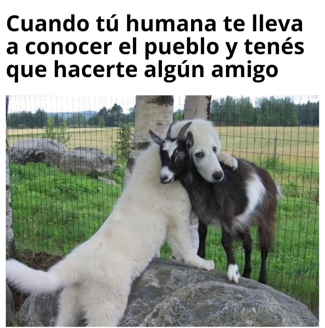 Valquiria Pet Clothing (@valquiriapetclo) on Twitter photo 