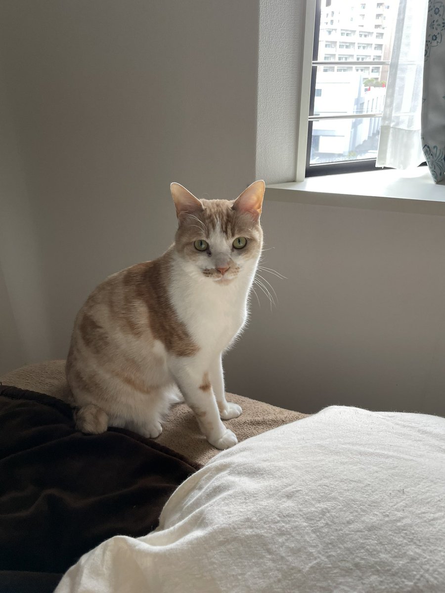 moromi0309's tweet photo. キリッ‼️

#保護猫
#猫のいる暮らし
#猫好きさんと繋がりたい https://t.co/K7D9laZbTT