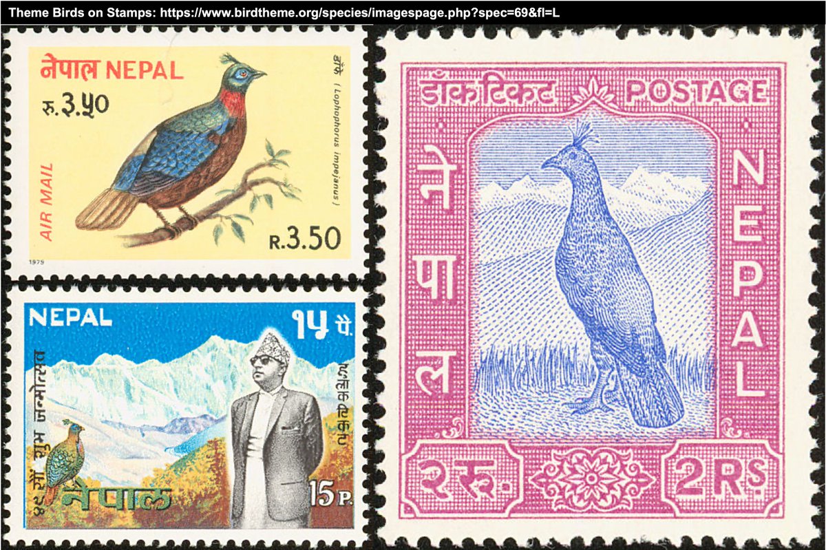 Mauna Dasari (@chumblebiome) on Twitter photo In this corner, we have the Himalayan Monal, or, in as its known in its native Nepal, the danphe! The danphe is the National Bird of Nepal, weighing in at up to 2380 g (10.82 stoatweights) and 70 cm long (2.06 stoatlengths) #StoatsAsMeasurement #2024MMM In this corner, we have the Himalayan Monal, or, in as its known in its native Nepal, the danphe! The danphe is the National Bird of Nepal, weighing in at up to 2380 g (10.82 stoatweights) and 70 cm long (2.06 stoatlengths) #StoatsAsMeasurement #2024MMM