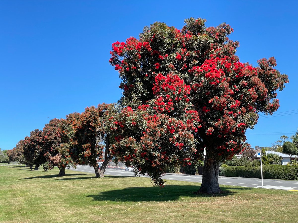 @EucalyptAus @RTW_Aus It's been a cracking year for the Red-flowering Gum so far, so I'm voting for it to be Euc of the Year 2024! #ficifolia