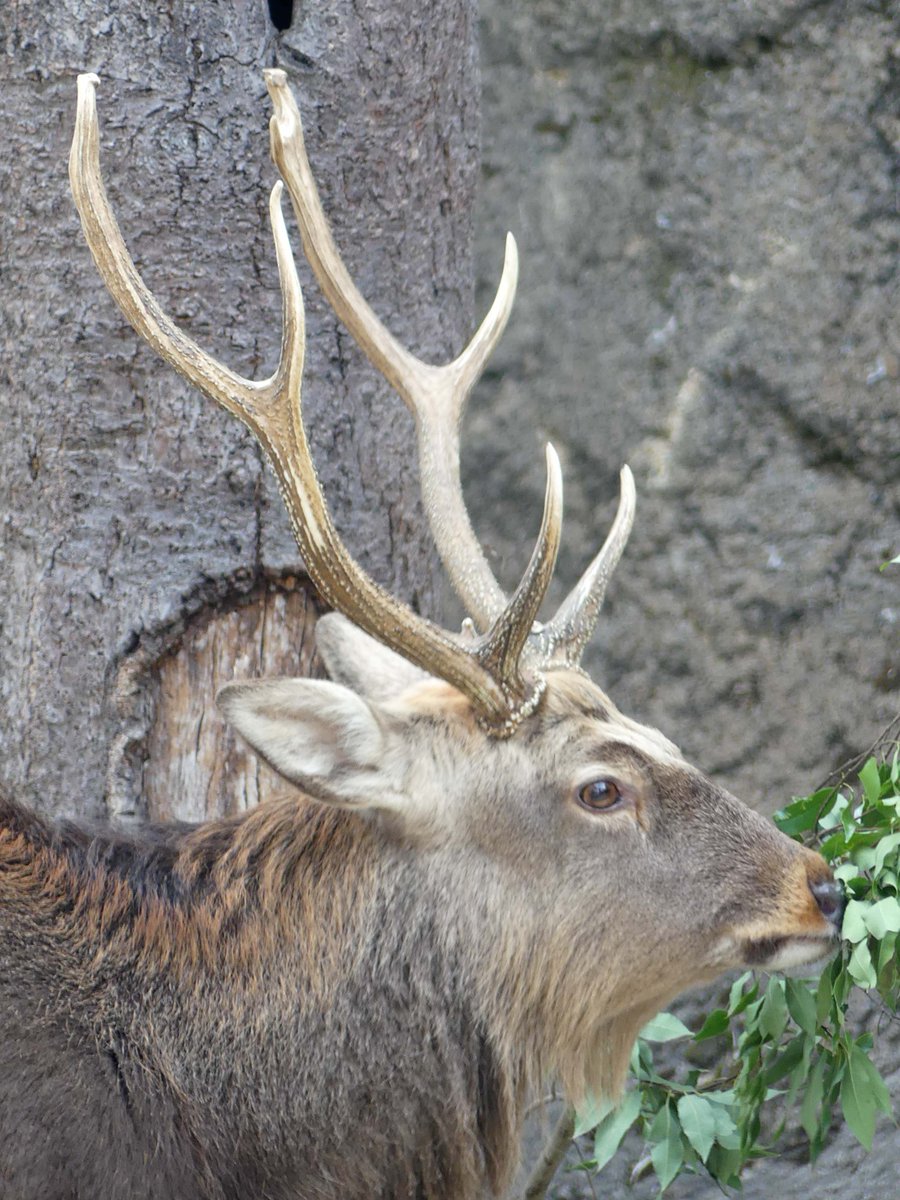 おっ、今日も立派な角ですね！ （まだ落ちない） #エゾシカ #シカの角