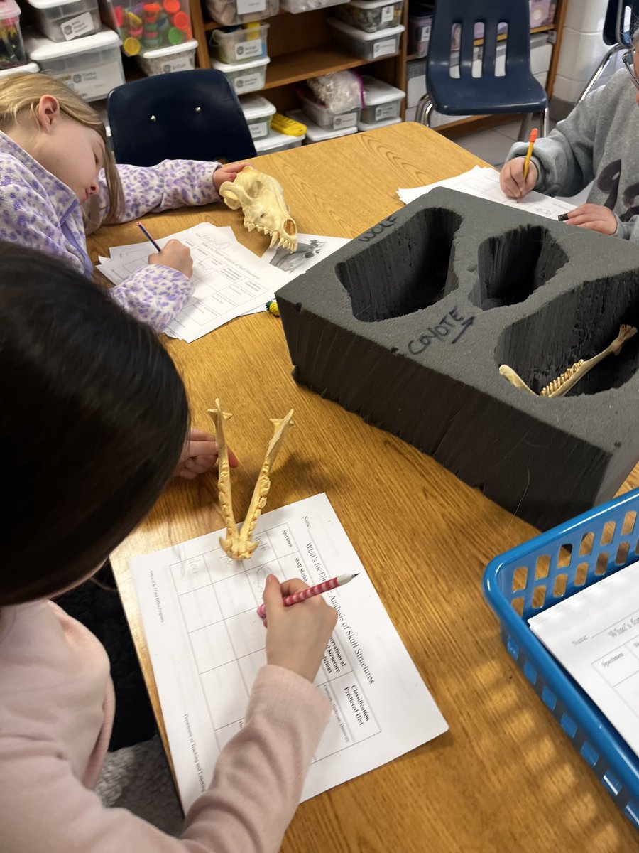 Grade 3 #SESsharks explore structures in nature and sustainability with the Wolf Trunk! 🐺 <a href="/VBGifted/">VBCPS Office of Gifted Programs</a> @StrawbridgeES