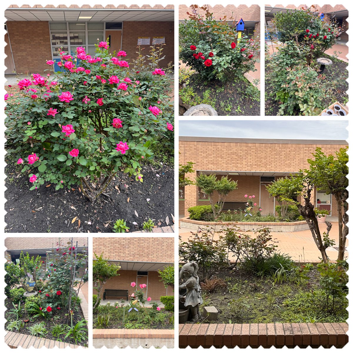 Spring is in the air! It’s nice when you stop and smell the roses 🌹 @BlackES_AISD. We love our beautiful flowers in the grade level pods. Thanks to our awesome custodian Maria Landaverde and her team for the love they pour into our flower gardens @nparedes2000 @AldineISD #SEL