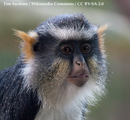 Prof. Katie Hinde (@mammals_suck) on Twitter photo Wolf's Mona Guenon has different colored body parts of black, red, brown, grey, white, & yellow. #StandardMammalRainbow Males are about ~30% heavier than females, tipping the scales at 10lbs (4.6kg, 21 stoats). 
Their pointy ears have tufties, kind of like a bobcat. #2024MMM Wolf's Mona Guenon has different colored body parts of black, red, brown, grey, white, & yellow. #StandardMammalRainbow Males are about ~30% heavier than females, tipping the scales at 10lbs (4.6kg, 21 stoats). 
Their pointy ears have tufties, kind of like a bobcat. #2024MMM