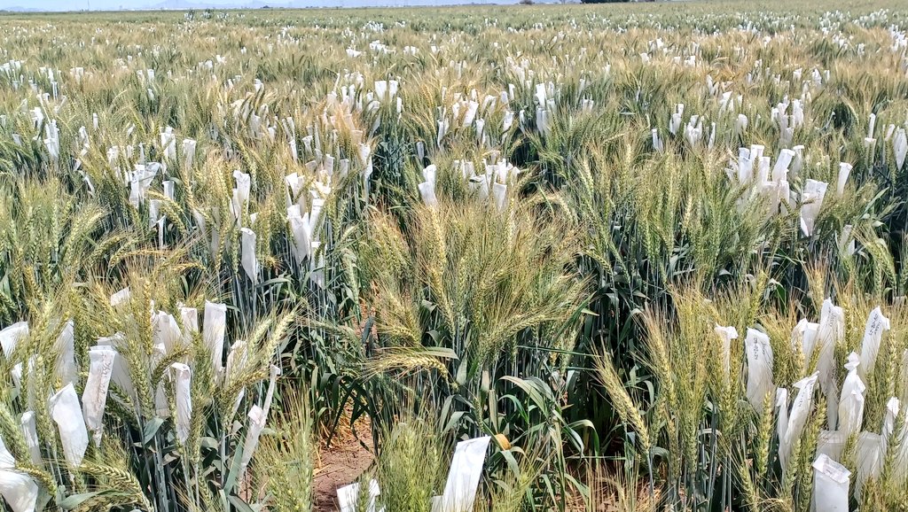 nickfradgley's tweet photo. Great first day in the field checking out @CIMMYT wheat lines in heat and drought environments. Can't wait to see how they do in Australia in @caigeproject trials. @SeedsRebel thanks @WheatVelu +@zerbest2008 #futurecrops https://t.co/MgIEUy49FO