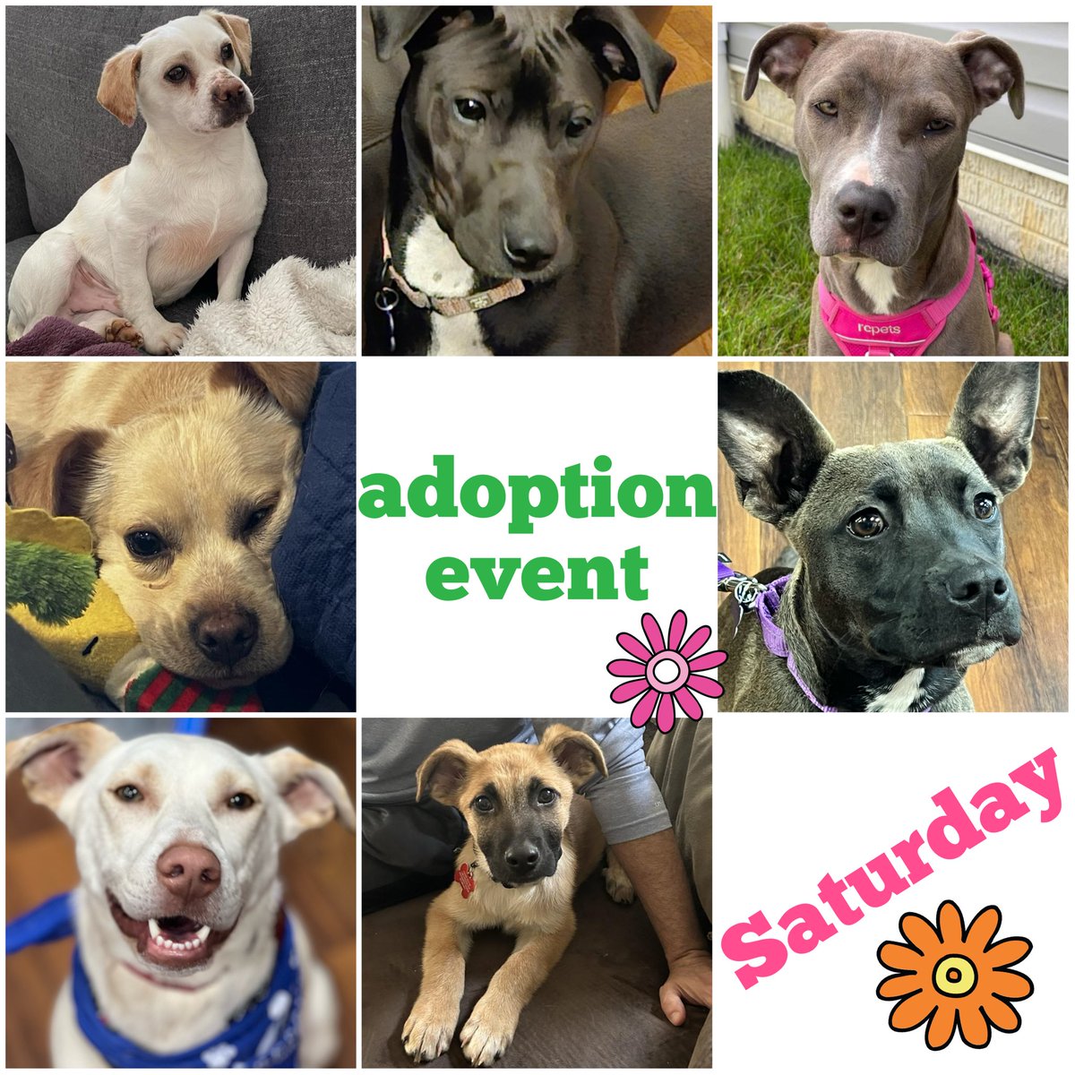 Save the date: Saturday, March 23rd

Join us for an Open House at @greenbriarpets in Frederick on Saturday, March 23rd, 12-5 PM.  Free admission, dog adoption event with some PCR adoptables, photo booth, scavenger hunt, doggie egg hunt and more!!