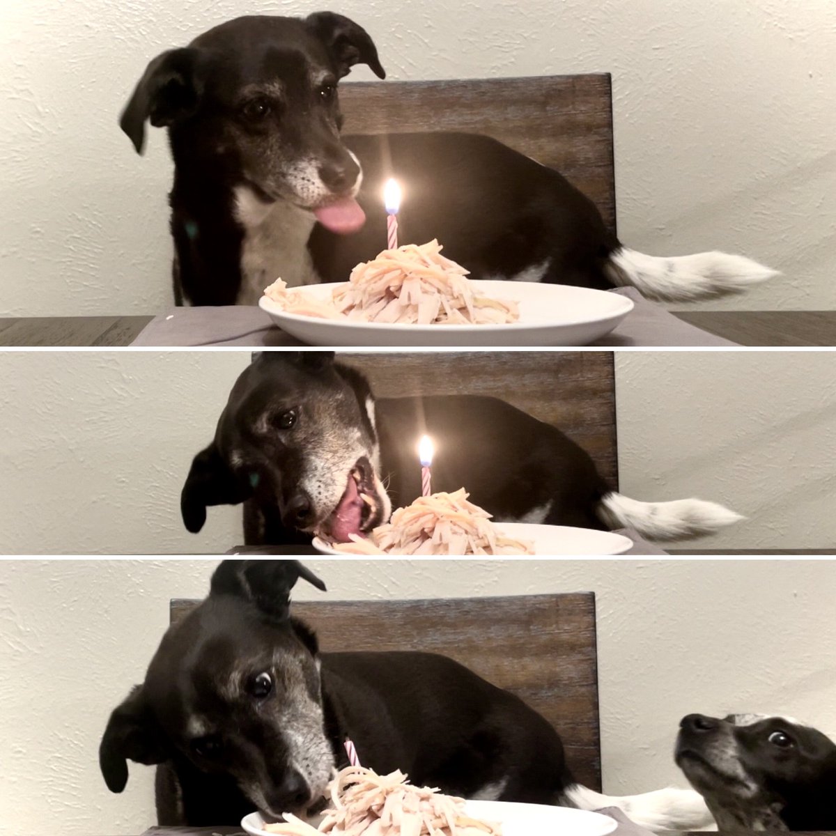 messimilodog's tweet photo. My chicken ‘cake’! 🐾 https://t.co/asBU0RqEIC