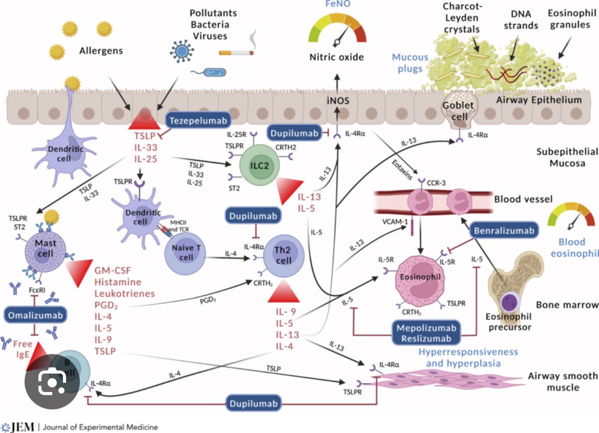 TIL non immunologists call our beautiful pathophysiology graphics “confuse-o-grams” 💀💀💀 Image from: Howell et al, JEM 2023