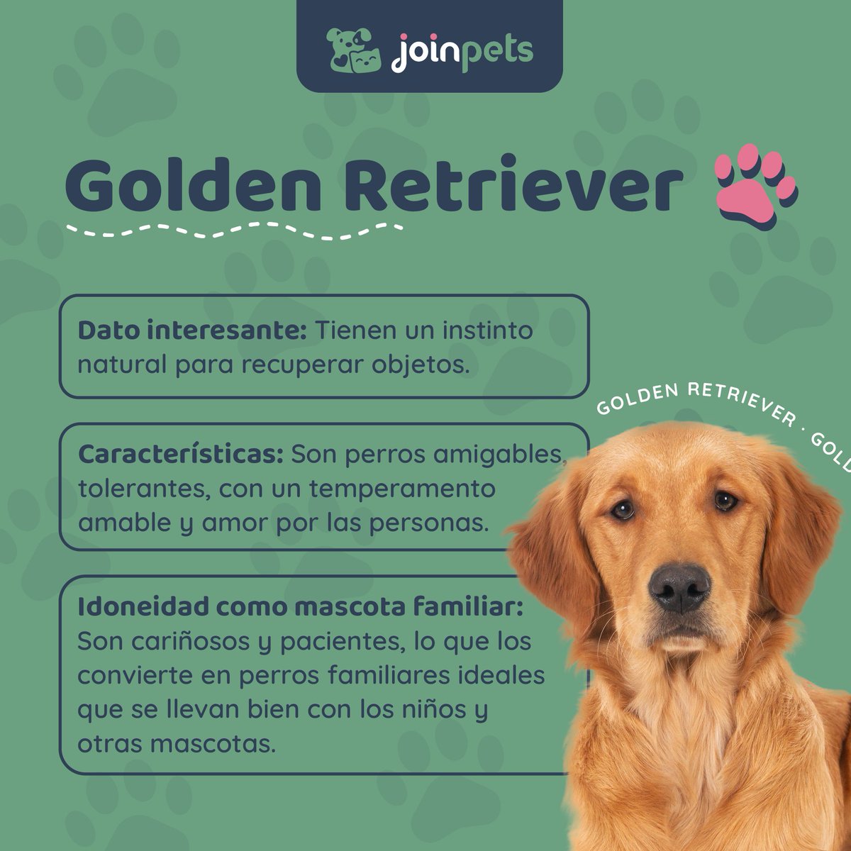 🐾 Datos sobre la raza de perros Golden Retriever ✨

🫶 Comenta si tienes un perro Golden Retriever 🐶

#retriever #goldenretriever #perros #amantesdeperros #cachorro #mascotas #mascotasfelices #curiosidades #sabiasque #curiosidadesdeperros