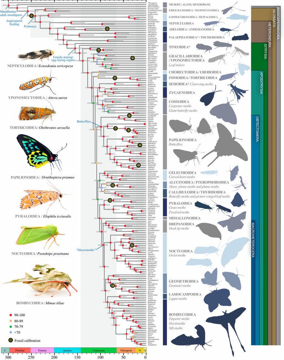 Ever wondered if moths and butterflies are distinct phylogenetic groups? It turns out that butterflies form a monophyletic group, but moths don't. Butterflies are actually nested within moth branches on the phylogenetic tree. #2024MMM pnas.org/doi/full/10.10…
