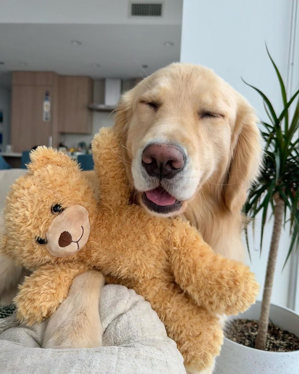 dog_rates's tweet photo. This is Maggie. She has a special stuffed friend that she takes everywhere she goes. Because you never know when you're going to need a little snuggle. 13/10 (IG: maggieandherdads) https://t.co/eglkXXVrEy