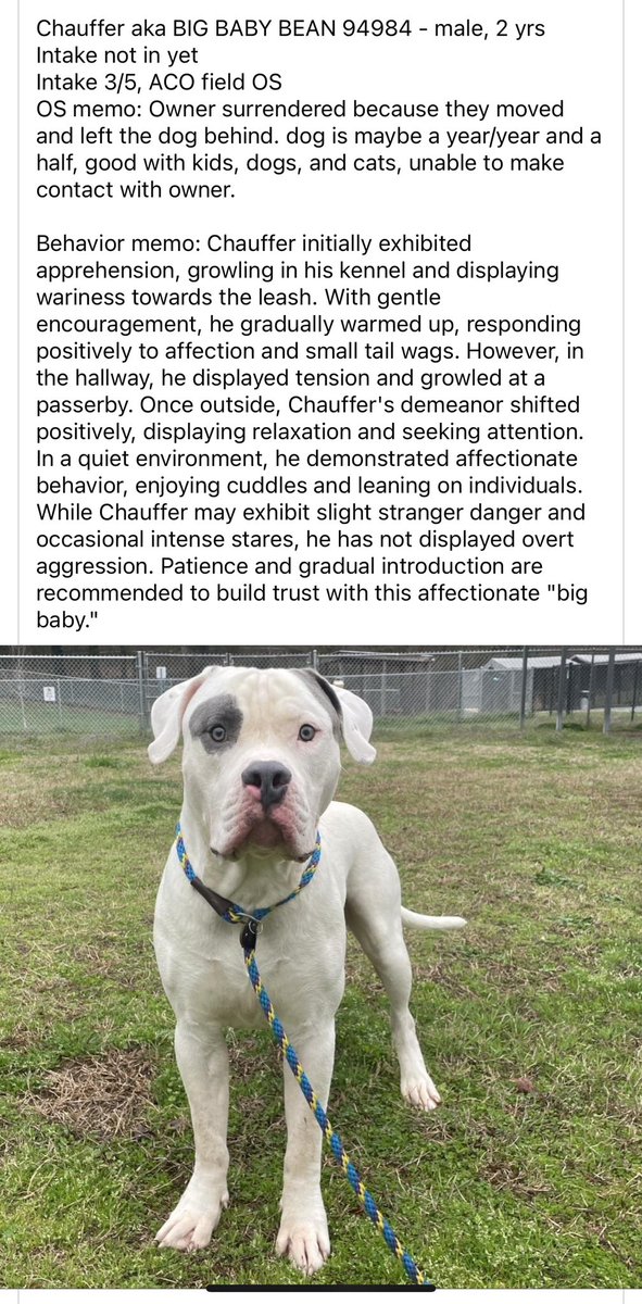 If my dog wasn’t reactive, I would foster this gorgeous boy so fast! ❇️ Click photo for full info 🆘 Let’s keep him off the euth list! 📍 Greenville SC ☎️ 864-286-3952 #yeahTHATgreenville #AdoptDontShop #FostersSaveLives #bullybreed #staffies @G4TXNYCpups @Dubs4Mutts