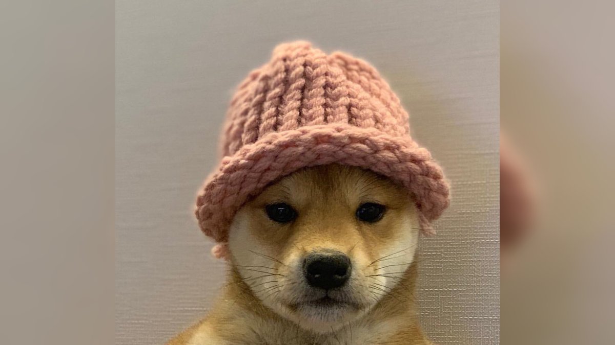 marchmingle's tweet photo. Dogwifhat will not be attending March Mingle #notadog #nohat https://t.co/jnbHsQ6Lyh