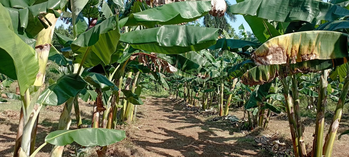 En la tarde de hoy llegamos a la finca de autoconsumo #PCC chequeamos el cumplimiento del plan de producción y los aseguramientos para la siembra en la campaña de primavera.
#MoaPrimeraPorElTrabajo
#PCCMoaTrabajaYEnaltece
#GenteQueSuma