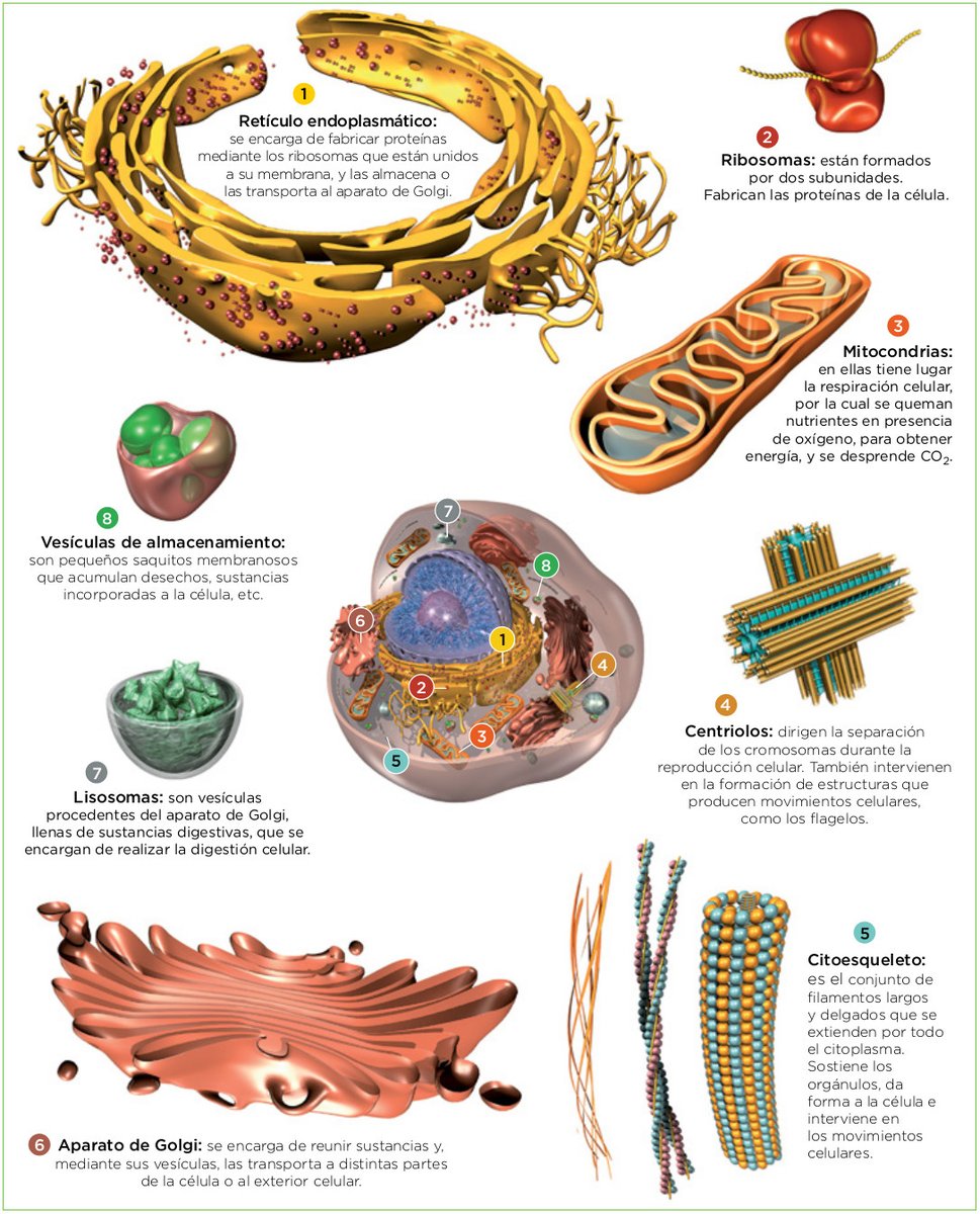 Bio_comunidad's tweet photo. Partes de una célula eucariota. https://t.co/t7wDHVQ1ya