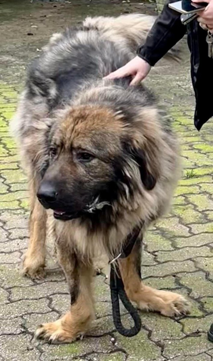 Once again we are putting it out there
WHERE IS HENRY?
During the horrific raid on Lost Soul's Sanctuary, Henry was taken. He is one of Annie's own dogs. Henry was given to Annie when he was a puppy by a breeder. He has disabilities as you can see <a href="/natasghar/">Natasha MS</a> <a href="/garethjllewelyn/">Gareth Llewelyn 🇪🇺🏴󠁧󠁢󠁷󠁬󠁳󠁿🇬🇷</a>