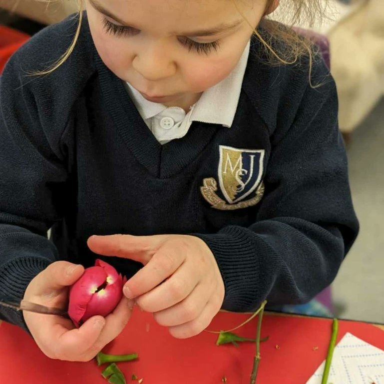 MSJPrep's tweet photo. Happy British Science week!🔬🧪👩‍🔬🌹We are excited to take part in a range of thought-provoking science investigations this week @malvernstjames #britishscienceweek #science #biology #dissection https://t.co/dQmtfVMSA5