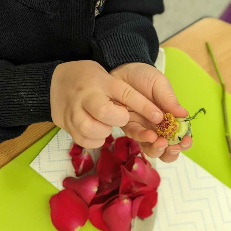 MSJPrep's tweet photo. Happy British Science week!🔬🧪👩‍🔬🌹We are excited to take part in a range of thought-provoking science investigations this week @malvernstjames #britishscienceweek #science #biology #dissection https://t.co/dQmtfVMSA5