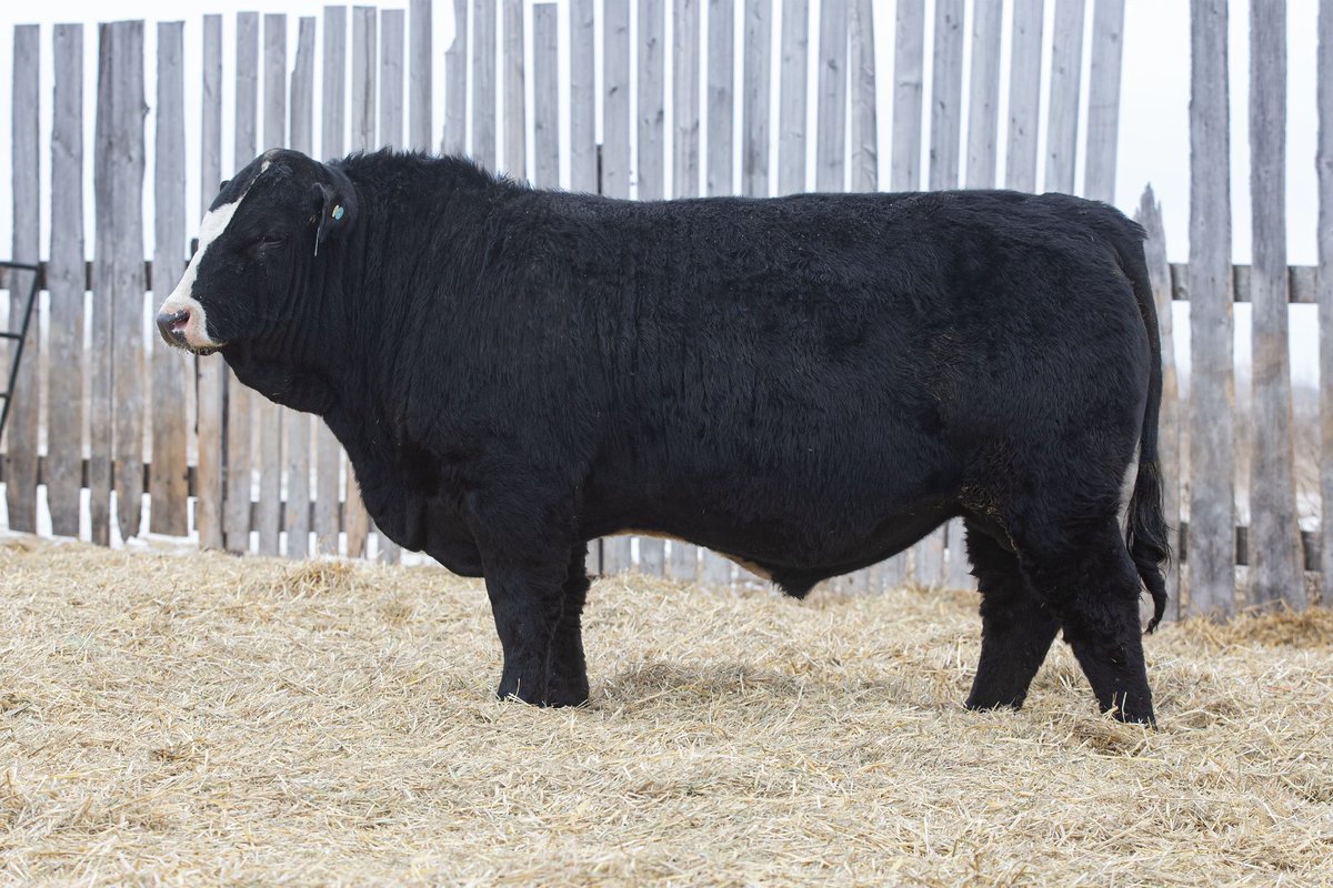 That time of year again. We are again consigning 8 blk Simmental bulls with the Nielson Land and Cattle bull sale April 4th in Craik, Sk. It’s a DLMS timed auction. #simmental #angus #simmangus