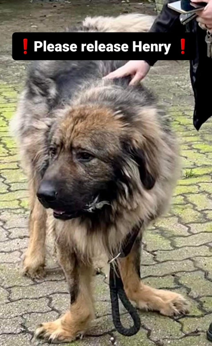 Henry had never lived in a kennel. He had regular hydrotherapy so his joints didn't seize. He had regular health checks and weigh ins to make sure his joints had the best chance. We have heard nothing - even though many have applied to adopt hi. Is he still languishing in kennels