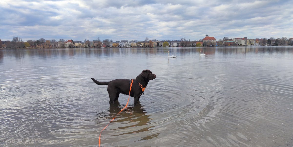 Hello 🐾 War heute mal wieder im Park Babelsberg unterwegs. Toll dort. Kommt doch auch mal vorbei. 
Sorry für die laaaange Auszeit. Wir sind irgendwie nicht mehr so mediengeil. Winke