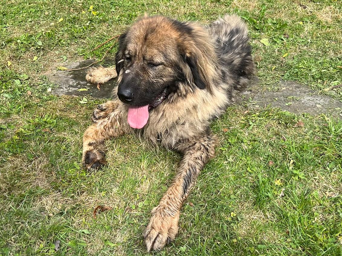 Henry's care and quality of life was exceptional at the Sanctuary. He is 6 years old and Annie spent thousands over the years on treatments and advice. He cannot live on a kennel floor due to his condition.   The Council have turned down many offers to care for him <a href="/JournoJane/">Jane Dalton</a>