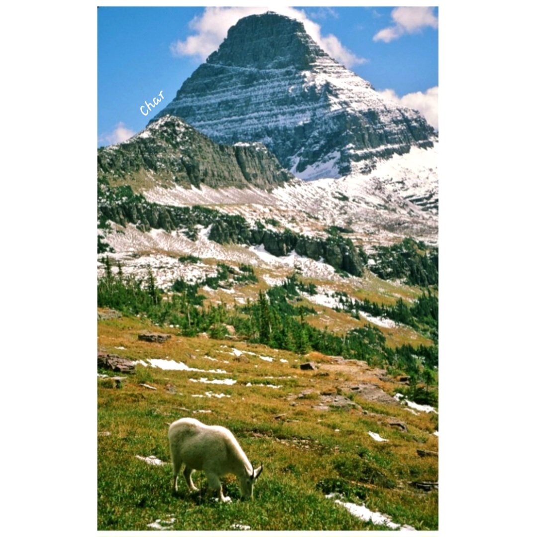 CharFlorida2's tweet image. New week
New blessings
A lovely memory
🌲❄️❄️🐑🌄🐑❄️❄️🌲
#GlacierNationalPark
#MountainGoat #Mountains
#SummerSnow #Hiking