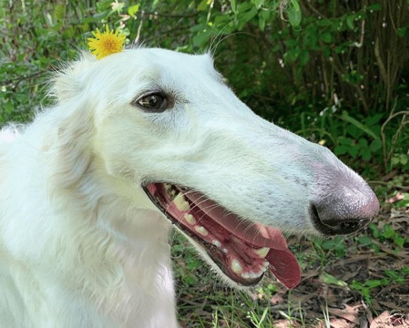 pistachqueue's tweet image. Pistach conton