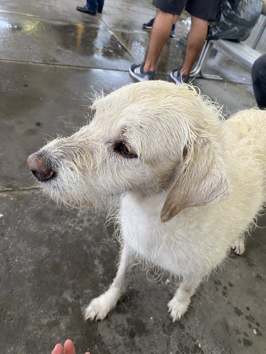 carodece's tweet photo. perro macho castrado perdido en la estación de lynch del urquiza @Metrovias @trenurquizaok @JungParkAR @lagarzasosa_ POR FAVOR DIFUNDIR 🙏🏼🙏🏼🙏🏼 https://t.co/OcChdBJE8u