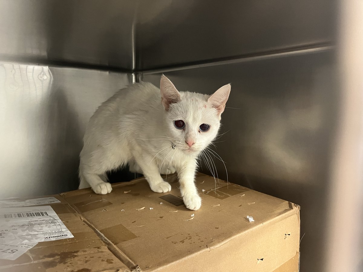 NYCDEATHROWCATS's tweet photo. Andy's was found in a box on an MTA bus, The finder saw the box on the bus and saw a paw sticking out of one of the holes. Andy is fearful and with all good reason. She has been through a traumatic ordeal. Please help Andy feel safe again.
https://t.co/qcaWrbMbzj https://t.co/O3ZrLjTEiC