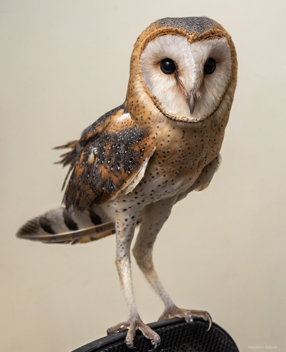 ojay_78's tweet photo. There is a need to continue to enlighten the populace about the importance of Owls 🦉 and other charismatic species especially in the light of the recent video of an individual ignorantly calling a Barn Owl a witch 📸@AjibadeAdedotun follow me @ncfnigeria @BirdLife_News https://t.co/RhRQj66EA3