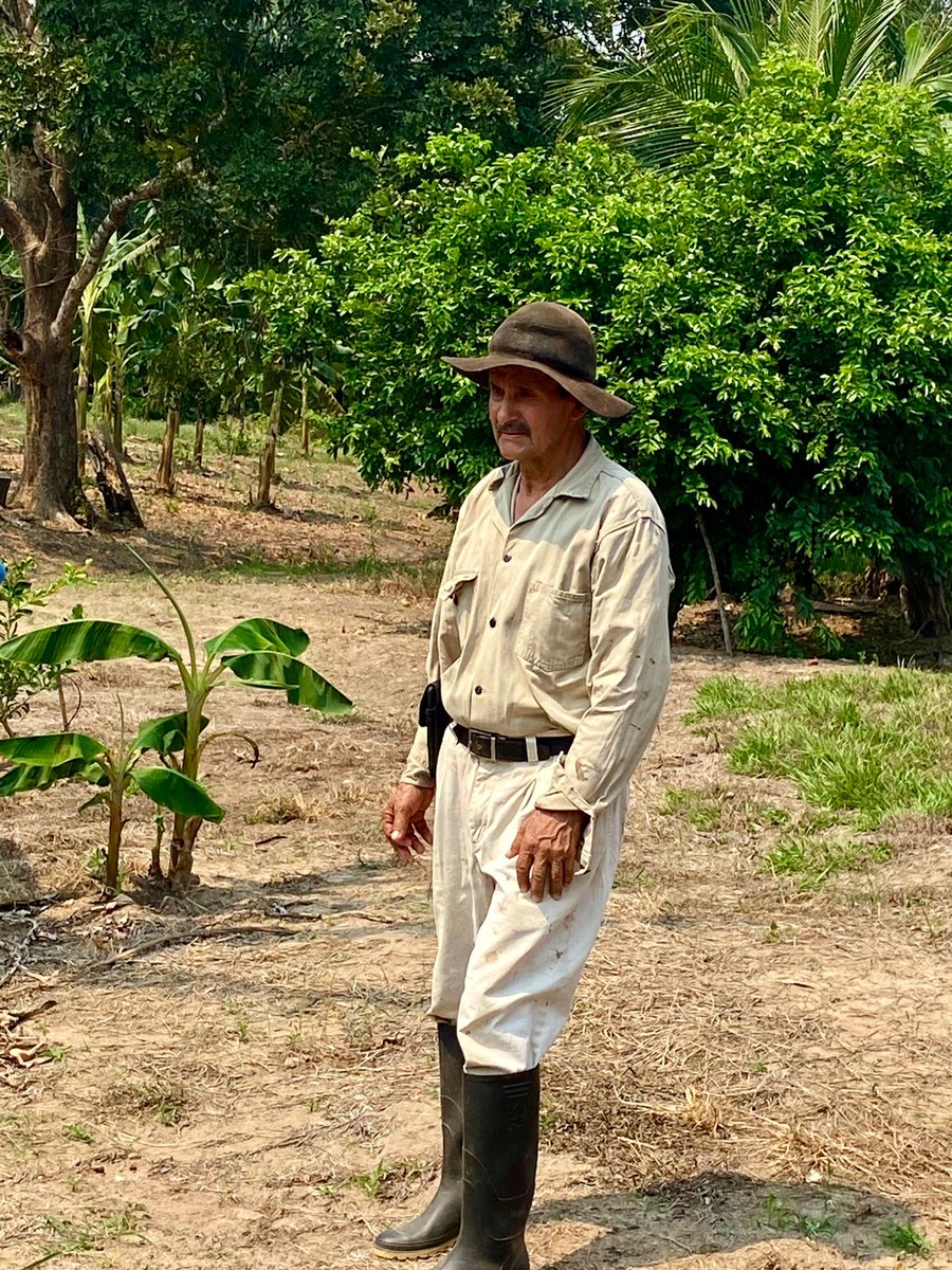 NTierraProspera's tweet photo. 🍋 Visitamos predios de Puerto Lleras, Meta, donde se establecieron 20 hectáreas de limón Tahití a través de #MASCAPAZ e @InstitutoSINCHI en el marco de la Alianza Público-Privada que impulsamos con @USAID_Colombia. Esto beneficiará a 10 familias con apoyo y asistencia técnica. https://t.co/lJougXZqJp