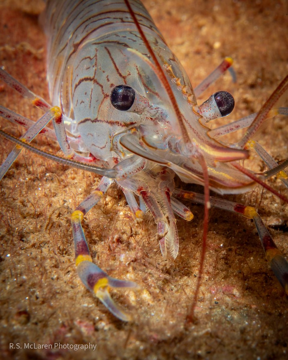 Palaemon serratus - Common Prawn
.
Black & white or colour?
I dont usually edit my underwater shots in bnw. But, while on 'extended shore leave' waiting on baby number 2 making an appearance decided to mess around with some older photos. 😀
.
📍Loch Fyne - Scotland 🏴󠁧󠁢󠁳󠁣󠁴󠁿