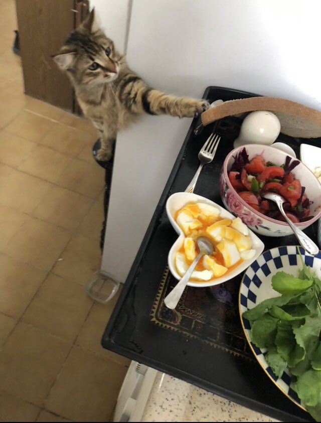 sng_blkn's tweet photo. @kisacaablaniz Benm ki oruca dayanamadı 🥰 https://t.co/7qAvFt7qCx