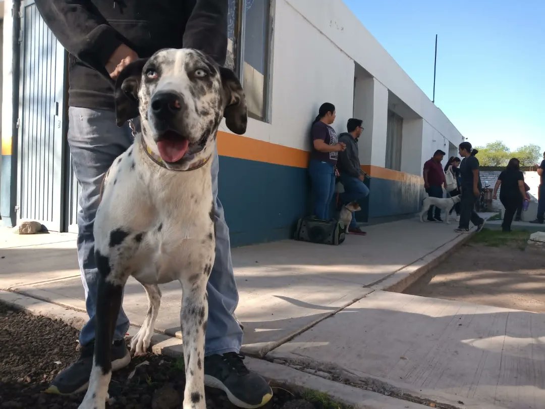 CANIrapuato's tweet photo. 🐾 Gracias a todos los #DueñosResponsables que asistieron a su cita y llegaron puntuales con sus mascotas para esterilizarlas. Junto con la @JSVI_Irapuato terminamos con éxito esta jornada gratuita. https://t.co/iYmJgCihHs