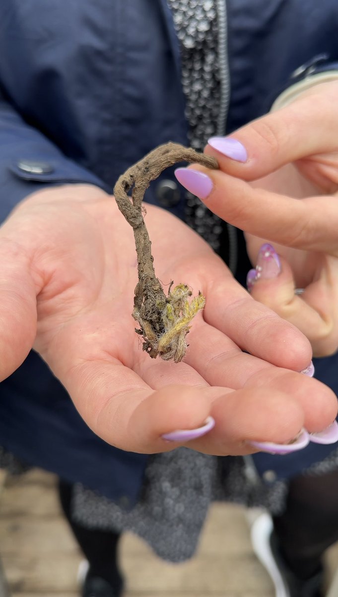 enviiUK's tweet photo. This week in the garden.. potting up this alien worm-looking, dried bare root plant! Any guesses what it is? 👀😅 

#gardeningx #bareroot #gardenshour #gardeningtips #weirdplants https://t.co/SwT6HjrCc1