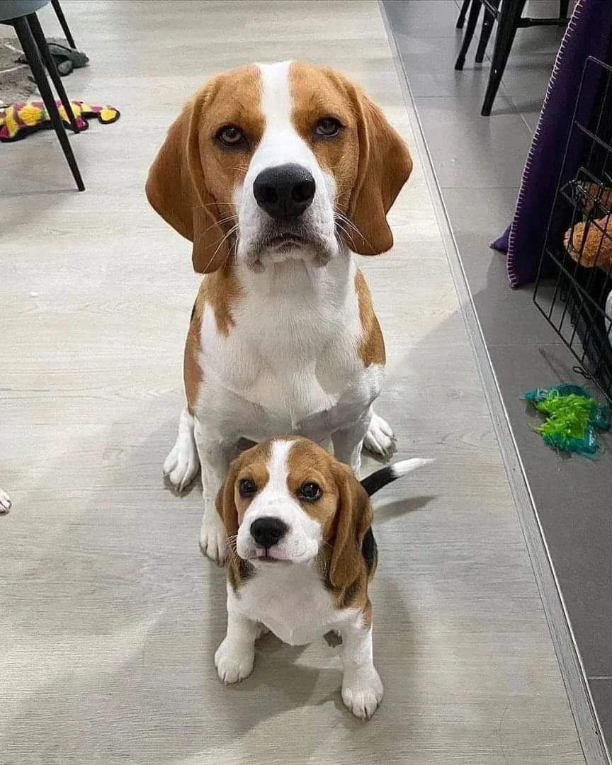 Beagle_loverss's tweet photo. Great photograph. https://t.co/YBc8V0bvJu