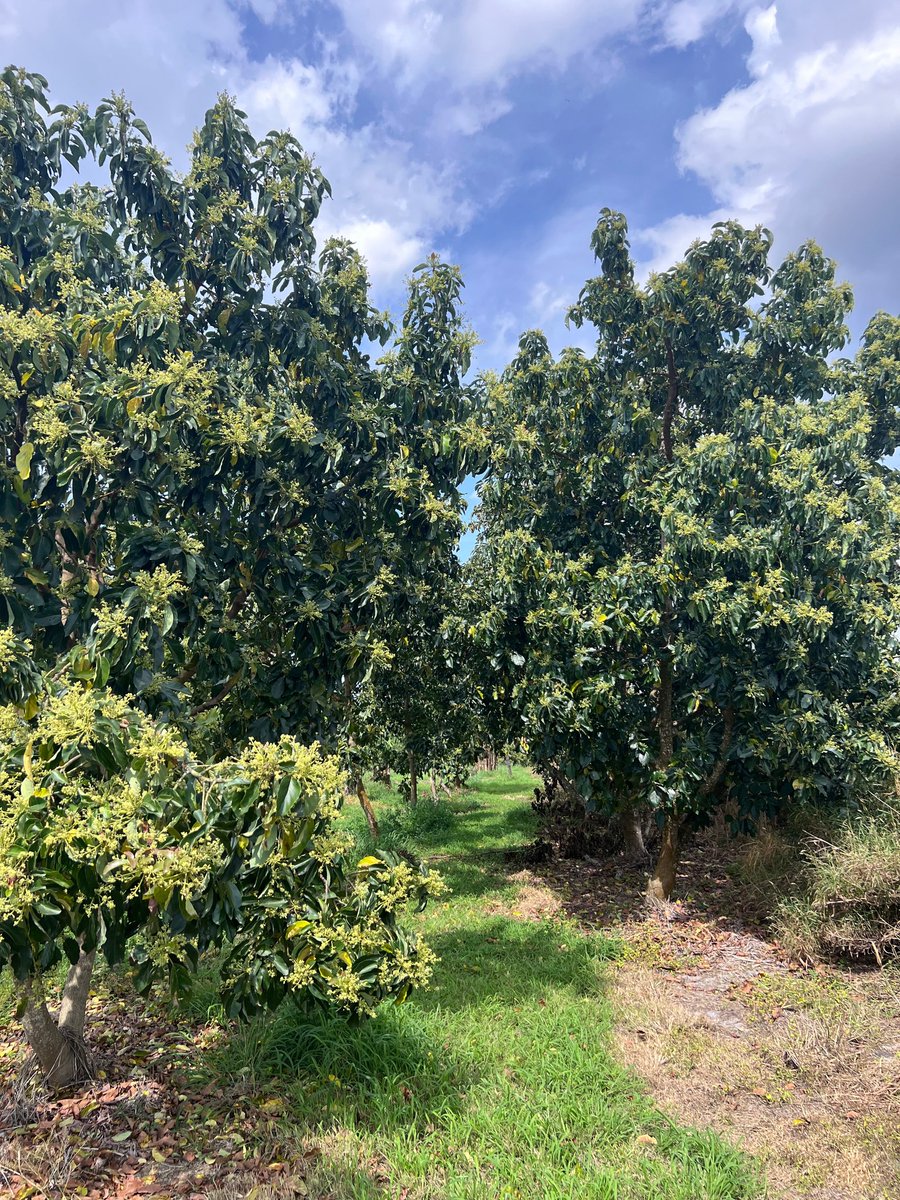 Avocados are starting to bloom at many of our local, family farms! Check out the beautiful flowering at NK Lago Farms. 🥑 🌼