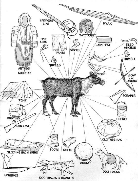 Hope4TheArctic's tweet photo. The many uses and blessings of caribou (tuktu). https://t.co/hrpFV0gVEo