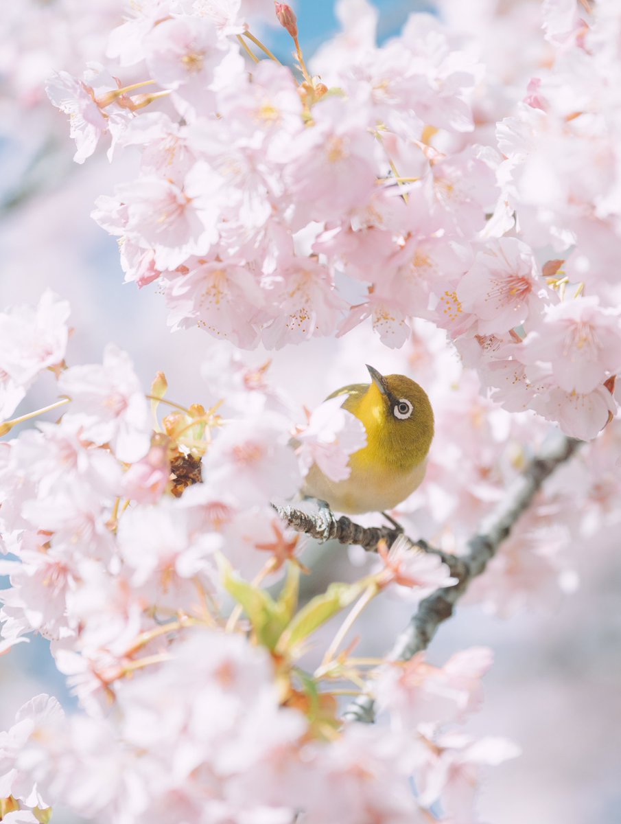 '春を告げる'
 Haru...kita?

#birdsphotography
#TLを花でいっぱいにしよう