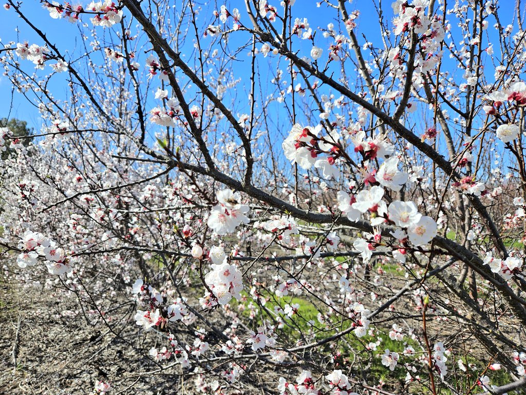 Icepickun's tweet image. Appreciate and peach blossoms on my morning walk. 🥹