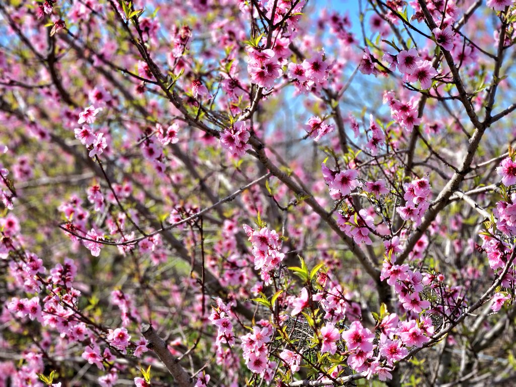 Icepickun's tweet image. Appreciate and peach blossoms on my morning walk. 🥹
