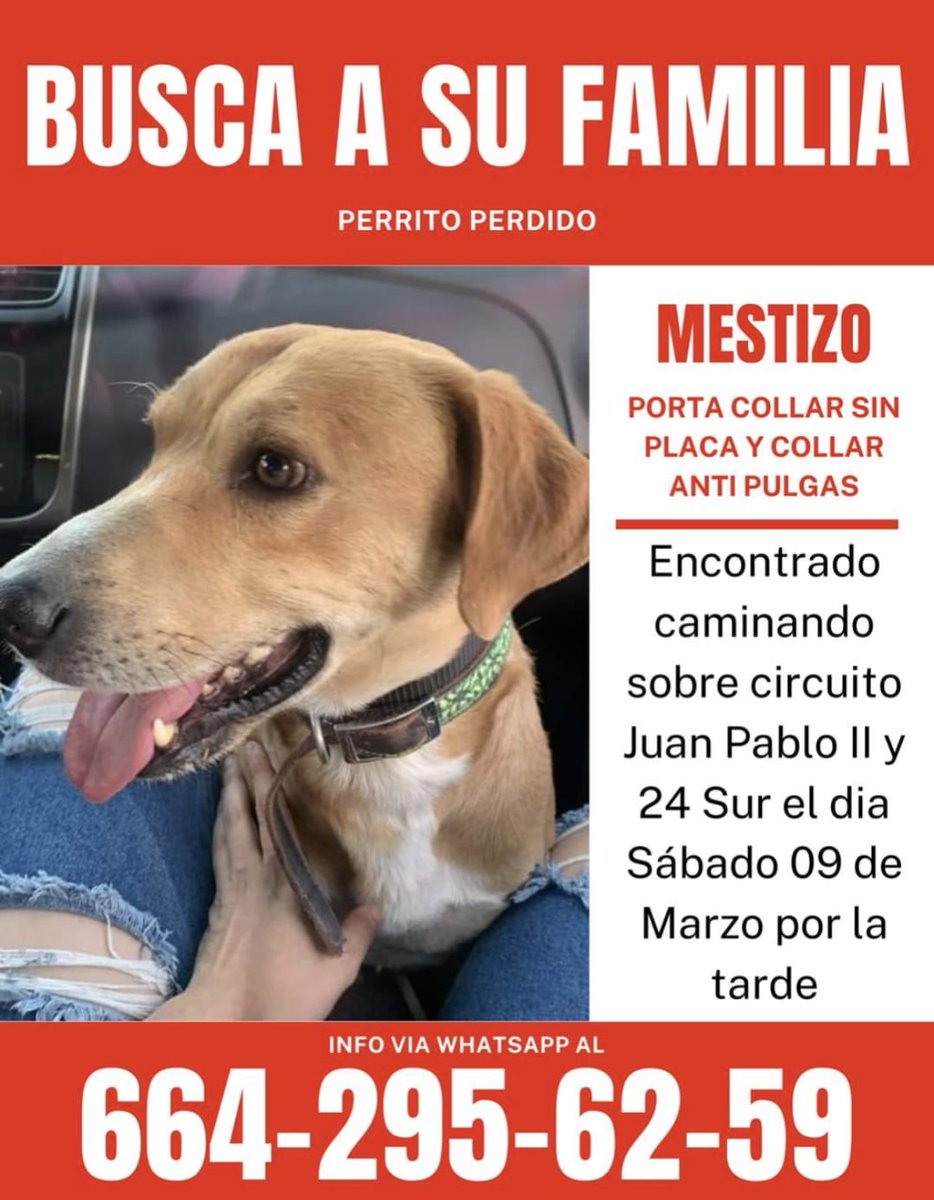 #Puebla
#MascotasPerdidas
#PerrosPerdidos
⁦@MascotasSismo⁩