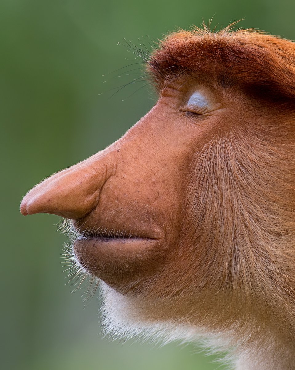 THE INNER WORLD / A wild proboscis monkey bachelor posing with closed eyes showing his pale blue eyeshadow, looking almost like he is daydreaming. Even with closed eyes there is so much expression in the faces of primates. Borneo.